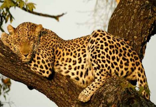 Leopard odpočívající na stromě. 