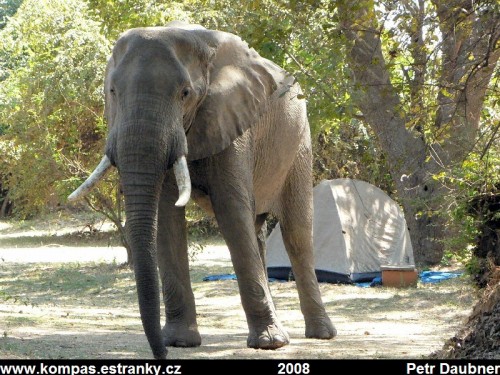 NP South Luangwa (Zambie) - Slon africký