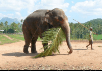 Pinnewala, sloní útulek, slon a jeho ošetřovatel