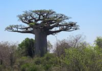 Africké baobaby 1