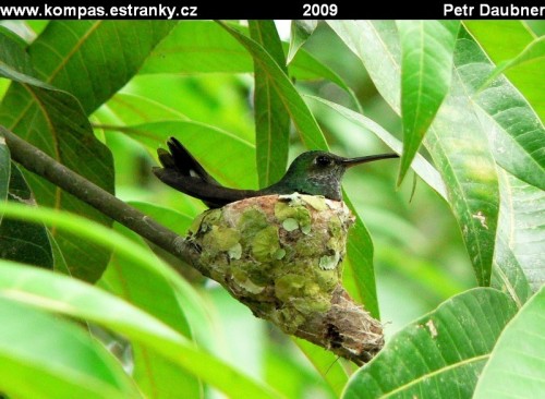  Kolibřice na svém hnízdečku