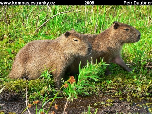 Kapybara (Hydrochaerus hydrochaeris)