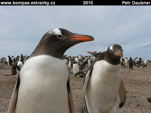 Saunders Island-tučňák oslí (Pygoscelis papua)