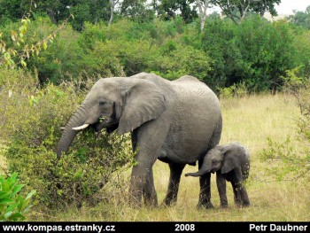 Slon africkÃ½ (Loxodonta africana)
