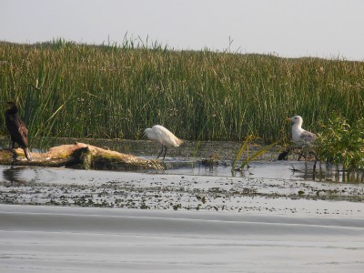 Delta Dunaje je rÃ¡jem pro ornitology