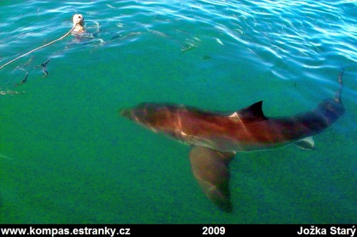 Potápění se žraloky v Gansbaai
