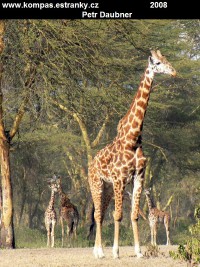 Å½irafa (Giraffa camelopardalis)