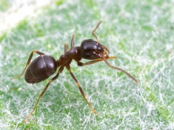 Mravenec obecnÃ½ (Lasius niger)