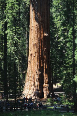 sekvojovec obrovský (Sequoiadendron giganteum)
