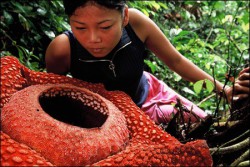 Rafflesia Arnoldova (Rafflesia arnoldii)