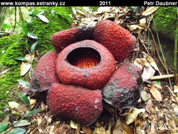 Gunung Gading NP-Rafflesia tuan-mudae (Å¡Ã­Åka kvÄtu cca 50 cm)