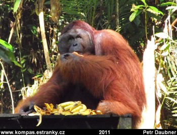 Orangutan Ritchie (dominantnÃ­ samec), Semenggoh Wildlife Centre