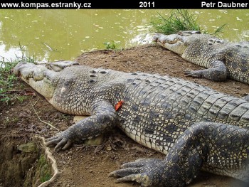 KrokodÃ½l moÅskÃ½ (Crocodylus porosus) je nejvÄtÅ¡Ã­ druh krokodÃ½la 