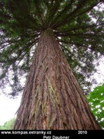 Sekvoj vÅ¾dyzelenÃ¡ (Sequoia sempervirens)