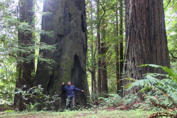 Sekvoje v Humboldt Redwood State Park