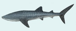 Å½ralok velrybÃ­ (Rhincodon typus)