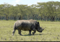 Národní park Nakuru, nosorožec