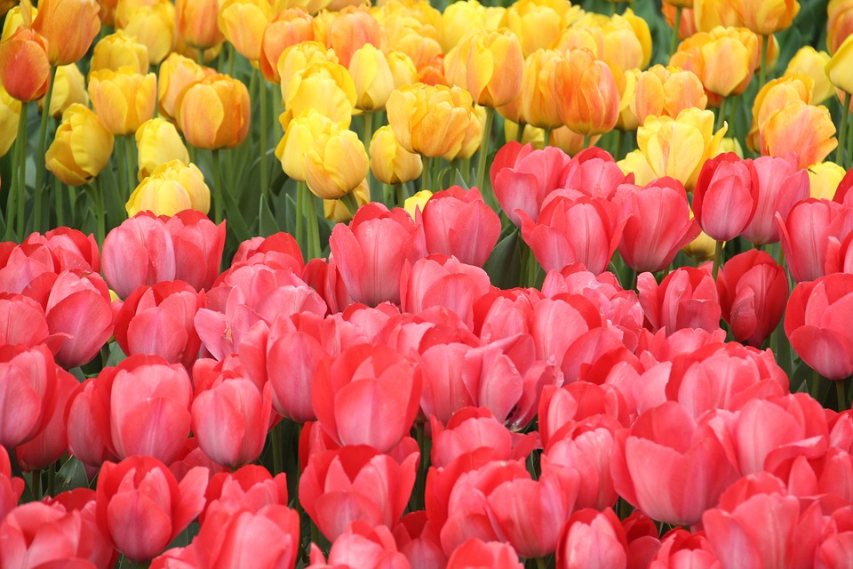 Topkapi - Tulipánové zahrady Ahmeda III. - Pixabay.com