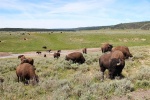 yellowstone-31-bizoni-na-prerii.jpg