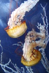 san-francisco-28-meduzy-v-aquarium-of-the-bay.jpg