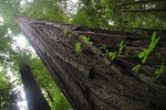 stopem-do-oregonu-01-sekvoj-v-humboldt-redwoods.jpg