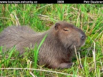 ESTEROS-DEL-IBERA-08-kapybara-(Hydrochaerus-hydrochaeris).jpg
