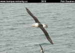 FALKLANDY-19-Saunders-Island-albatros.jpg