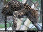 fauna-peru-06-pantera-onca-(jagu_r-americk_).jpg