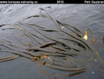 CHILSKE-KANALY-12-kelp.jpg