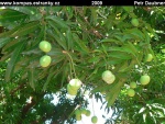 MARAJO-07-mango-(Mangifera-indica).jpg