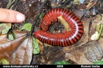 VE09-4_pit19_stonozka_b.jpg