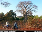 Africké baobaby 2