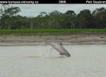 JUNGLE-18-Ruzovy-delfin-na-Ucayali-(ruzove-je-pouze-bricho).jpg