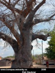 Africký baobab 4
