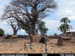 Africký baobab 6
