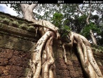 angkor-12-ta-prohm.jpg