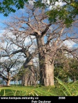 Africký baobab 7