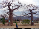Africký baobab 9