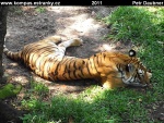 johor-bahru-04-zoo-malajsky-tygr--panthera-tigris-jacksonii-.jpg
