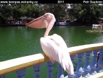 johor-bahru-05-zoo-pelikani-tu-letaji-a-chodi-volne.jpg