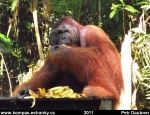 sarawak-27-semenggoh-orangutanni-rehabilitacni-centrum.jpg