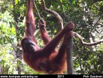 sarawak-29-semenggoh-orangutanni-rehabilitacni-centrum.jpg