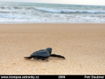 Turtles-09.jpg