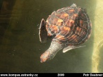 Turtles-12.jpg