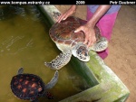 Turtles-15.jpg