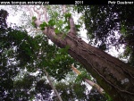 singapore-22-pralesni-rezervace-bukit-timah.jpg