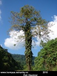 SANTO-09-pralesni-velikan,-Matantas.jpg