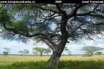 tanzania-15-np-serengeti.jpg