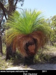 tasmania-20-grass-tree.jpg