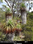 tasmania-38-podivne-stromovite-rostliny.jpg